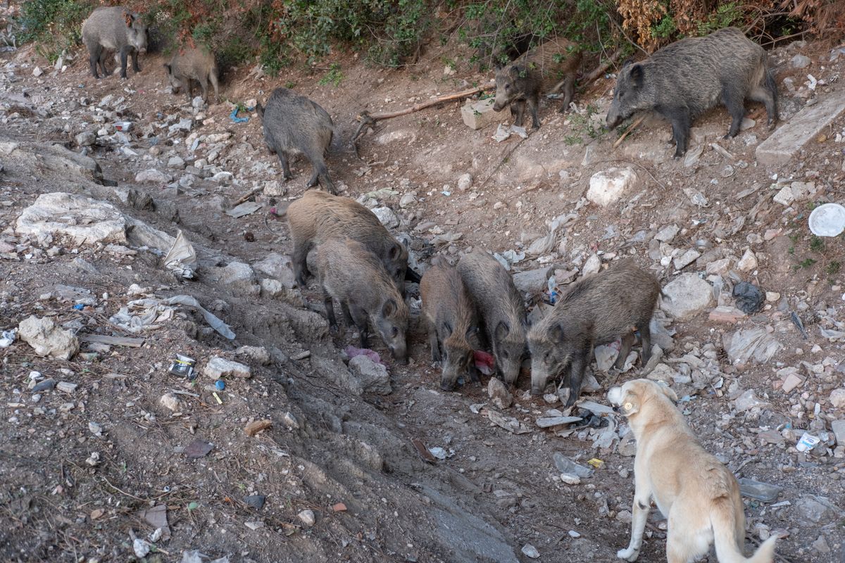 assurances pour chien de chasse au sanglier - Les risques spécifiques de la chasse au sanglier pour les chiens