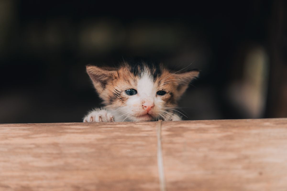chaton qui a les yeux qui pleurent - Le fonctionnement des yeux chez le chaton