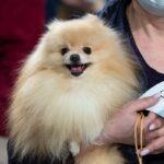 Chien catégorie 1 : réglementation, obligations et conseils vétérinaires