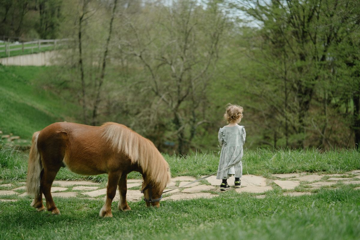 comment s'appelle le petit du cheval - Le nom du petit du cheval : explications et origines