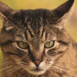 Durée de vie des chats : comprendre et optimiser l'espérance de vie de votre compagnon