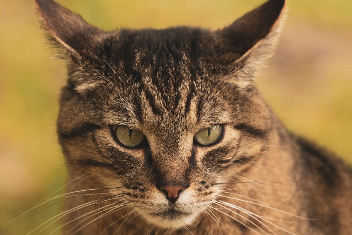 durée de vie des chats - Facteurs influençant la durée de vie des chats