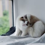 Enlever une tique sur un chat : méthodes, prévention et conseils vétérinaires