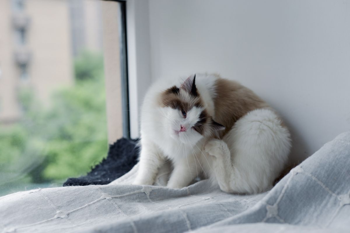 enlever tique sur un chat - Sommaire
