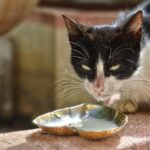 Lait pour le chat : conseils vétérinaires sur son utilisation et ses alternatives