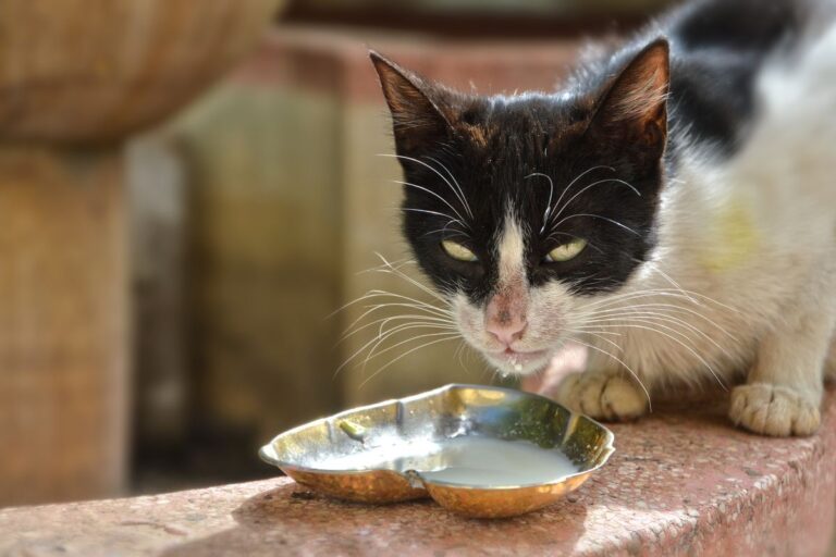 Lait pour le chat : conseils vétérinaires sur son utilisation et ses alternatives