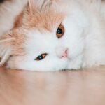 Mon chat vomit souvent : causes, solutions et conseils vétérinaires