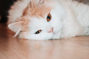Mon chat vomit souvent : causes, solutions et conseils vétérinaires