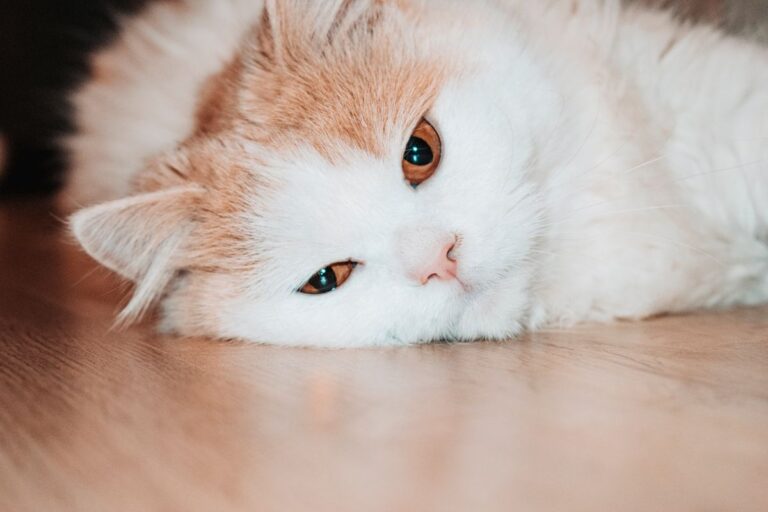 Mon chat vomit souvent : causes, solutions et conseils vétérinaires