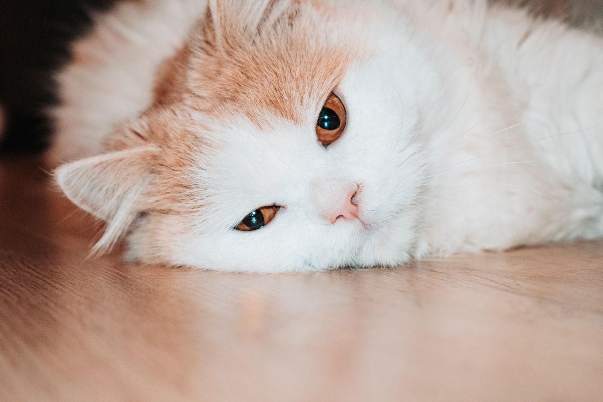 mon chat vomit souvent - L’essentiel à savoir sur les vomissements fréquents chez le chat