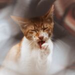 Que faire si mon chat a de la fièvre ? Conseils vétérinaires et solutions