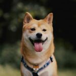 Shiba Inu chien : tout savoir sur cette race japonaise fascinante