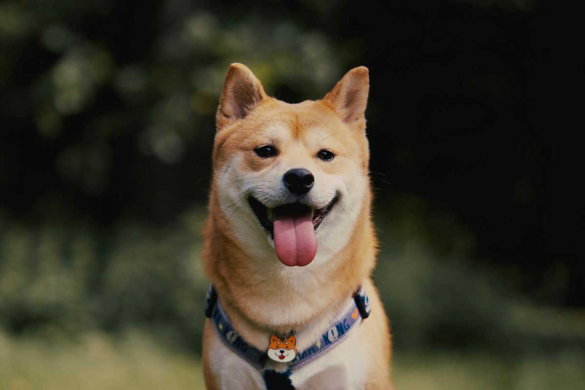 shiba inu chien - Origines et histoire du Shiba Inu