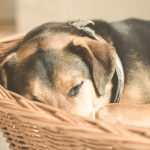 Anti-puce naturel fait maison pour chien : solutions sûres et efficaces