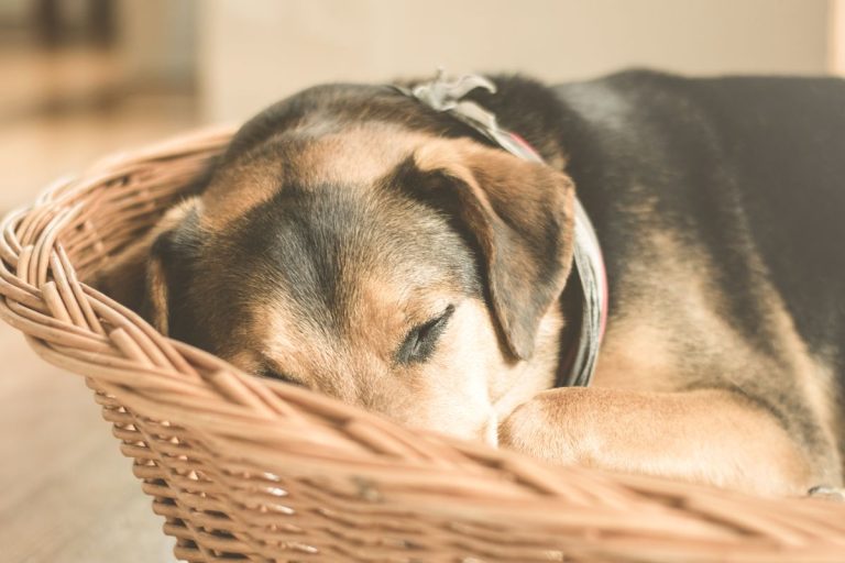 Anti-puce naturel fait maison pour chien : solutions sûres et efficaces