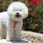 Bichon à poil frisé : caractère, soins, santé et conseils