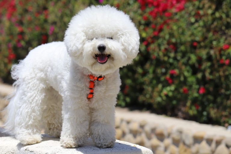 Bichon à poil frisé : caractère, soins, santé et conseils