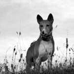 Chien courant d’Istrie à poil ras : caractère, santé et conseils vétérinaires