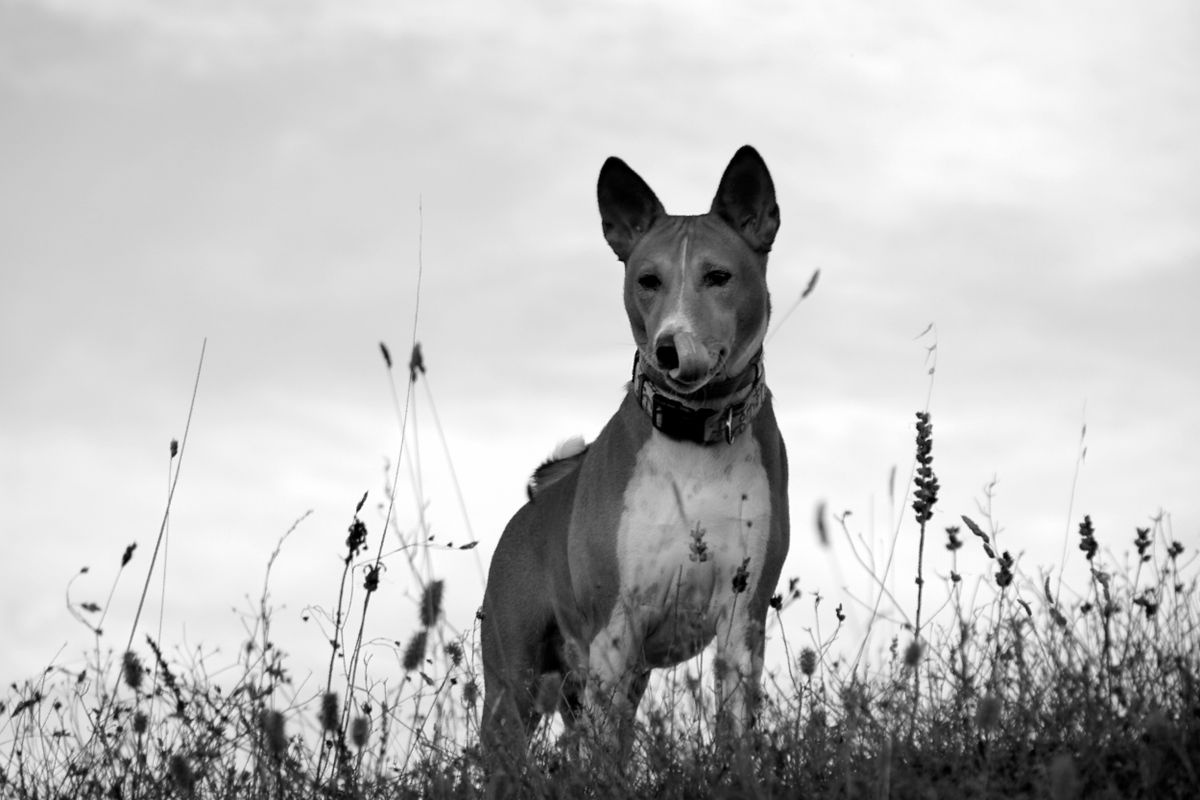 Chien courant d’Istrie à poil ras - Historique et origines du chien courant d’Istrie à poil ras