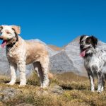 Chien courant espagnol : caractère, santé, éducation et besoins