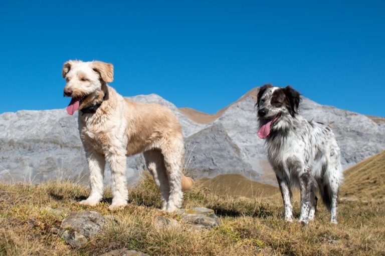 Chien courant espagnol : caractère, santé, éducation et besoins