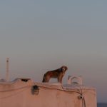 Chien courant grec : caractère, santé, besoins et conseils vétérinaires