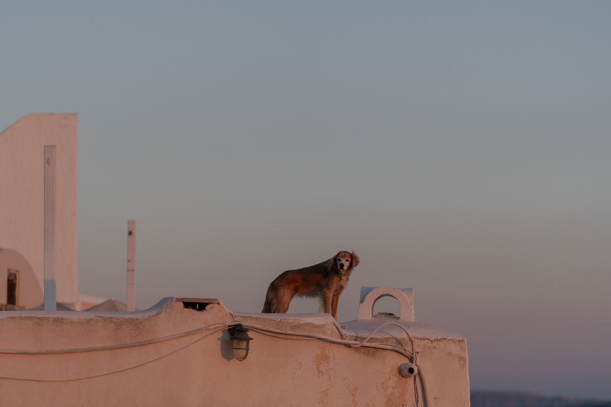 Chien courant grec - Origines et histoire du chien courant grec