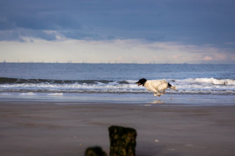 Chien d’eau frison : caractère, santé et besoins du Wetterhoun