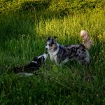 Chien de berger de Croatie : caractère, santé et besoins