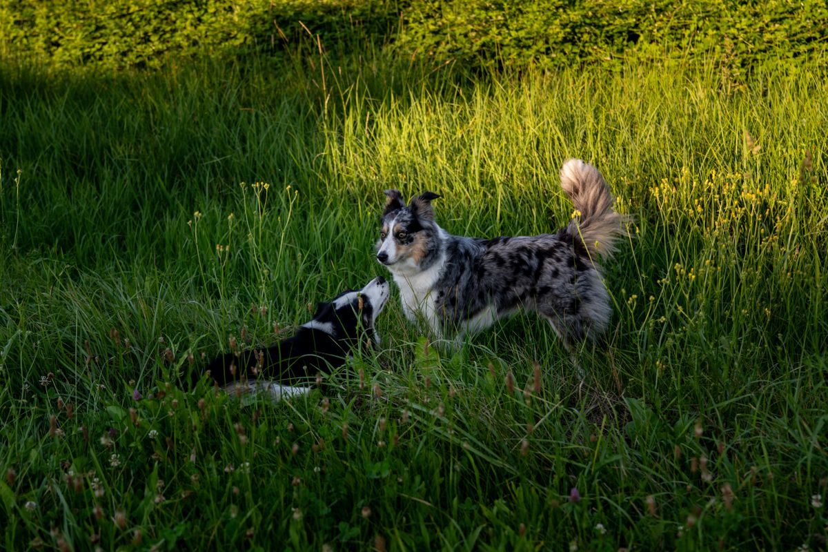 Chien de berger de Croatie - Origines et histoire du Chien de berger de Croatie