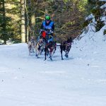 Chien de sport : choisir, entraîner et protéger son compagnon actif