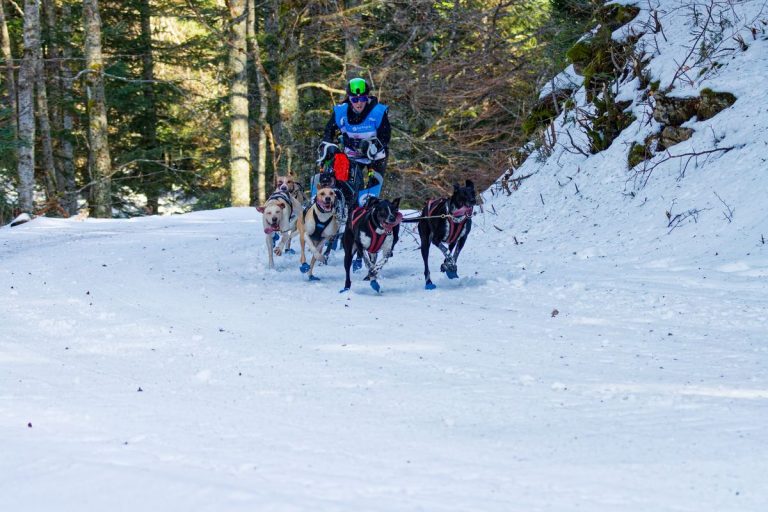 Chien de sport : choisir, entraîner et protéger son compagnon actif