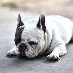 Français blanc et noir : caractère, santé et besoins de cette race de chien