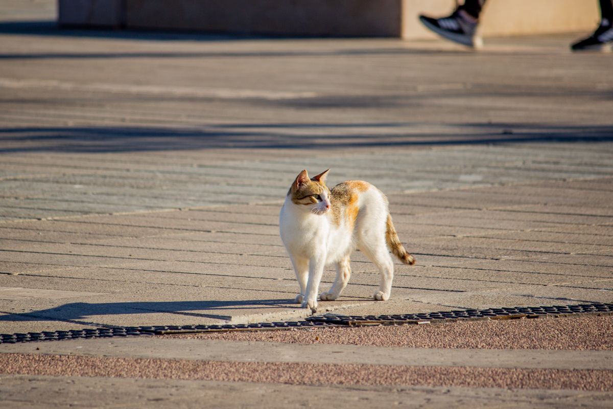 identification chat gratuit - Identification du chat : obligations légales et intérêt concret