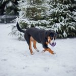 Petit chien courant suisse : caractère, santé et conseils vétérinaires