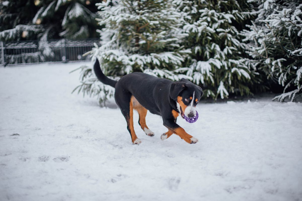 Petit chien courant suisse - Origines et histoire du petit chien courant suisse