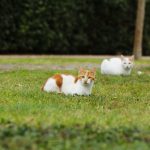 Pour éloigner les chats : solutions efficaces, sûres et respectueuses