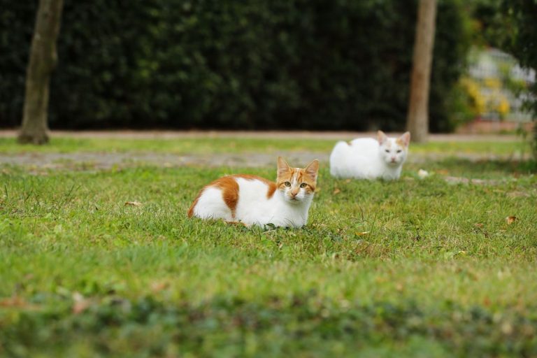 Pour éloigner les chats : solutions efficaces, sûres et respectueuses