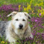 Terrier Irlandais Glen of Imaal : caractère, santé et conseils vétérinaires