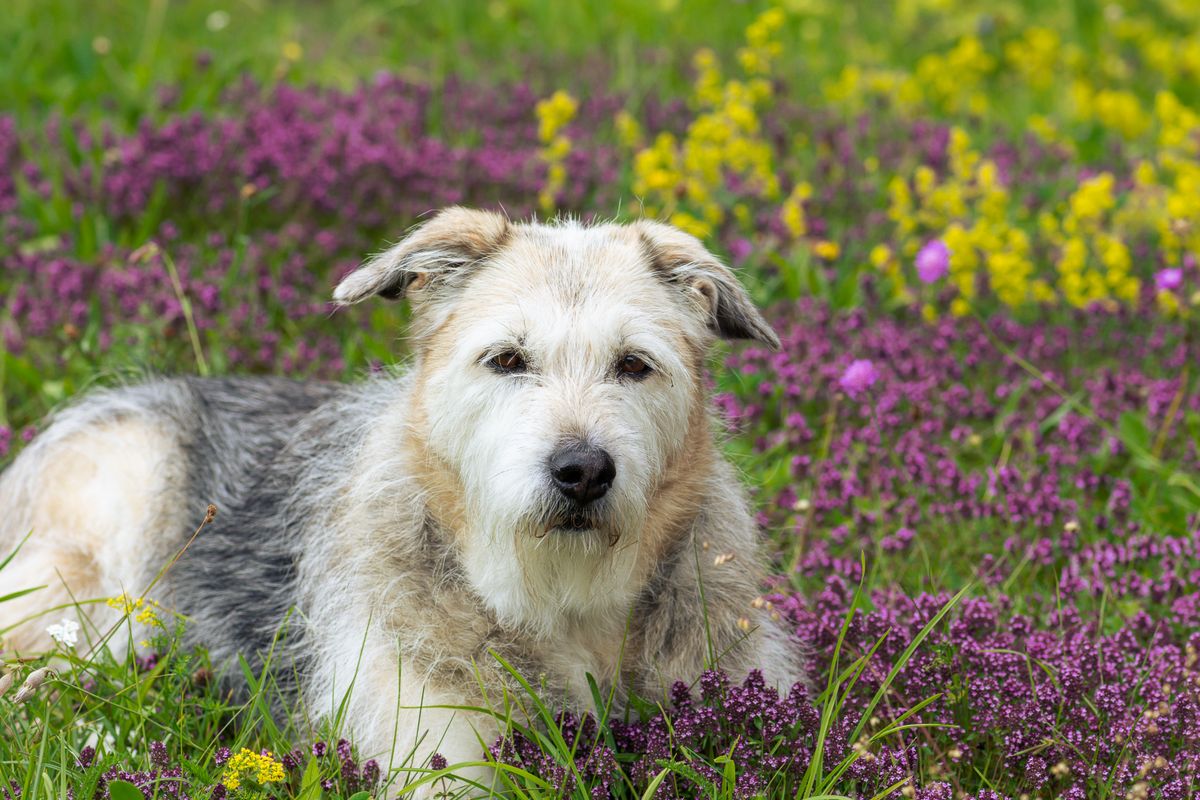 Terrier Irlandais Glen of Imaal - 1. Origines et histoire du Terrier Irlandais Glen of Imaal