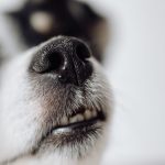 Toux des chiens : causes, symptômes et traitements