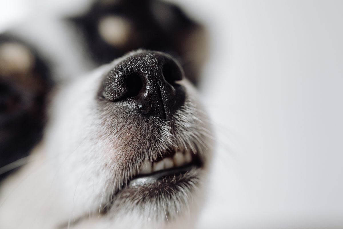 toux des chiens - Comprendre la toux chez le chien