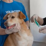 Vaccin pour les chiens : calendrier, rappels et conseils vétérinaires