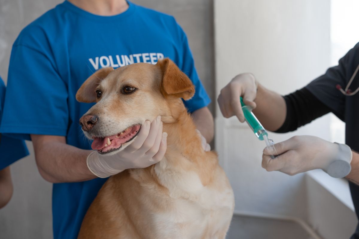 vaccin pour les chiens - Vaccin pour les chiens : l’essentiel à connaître