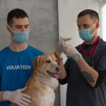 Vaccins chiens obligatoires : obligations, calendrier et conseils
