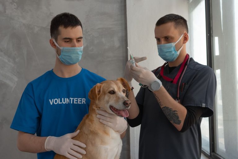 Vaccins chiens obligatoires : obligations, calendrier et conseils